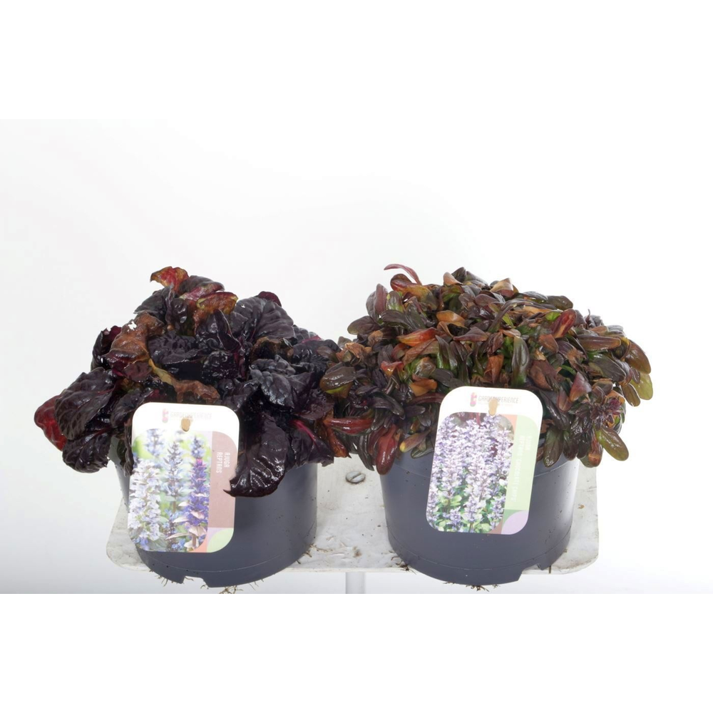 Ajuga reptans mix tray.