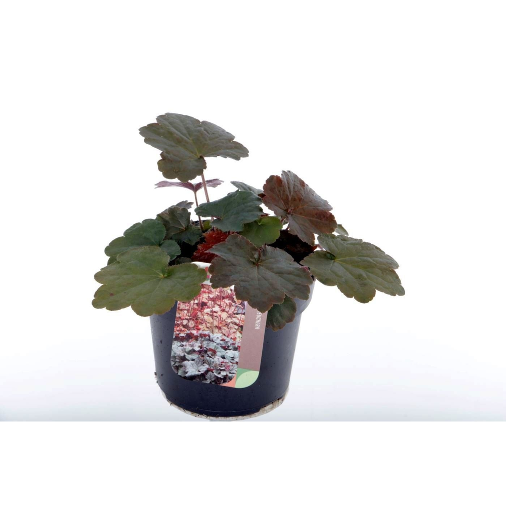 Heuchera micr. Palace Purple.