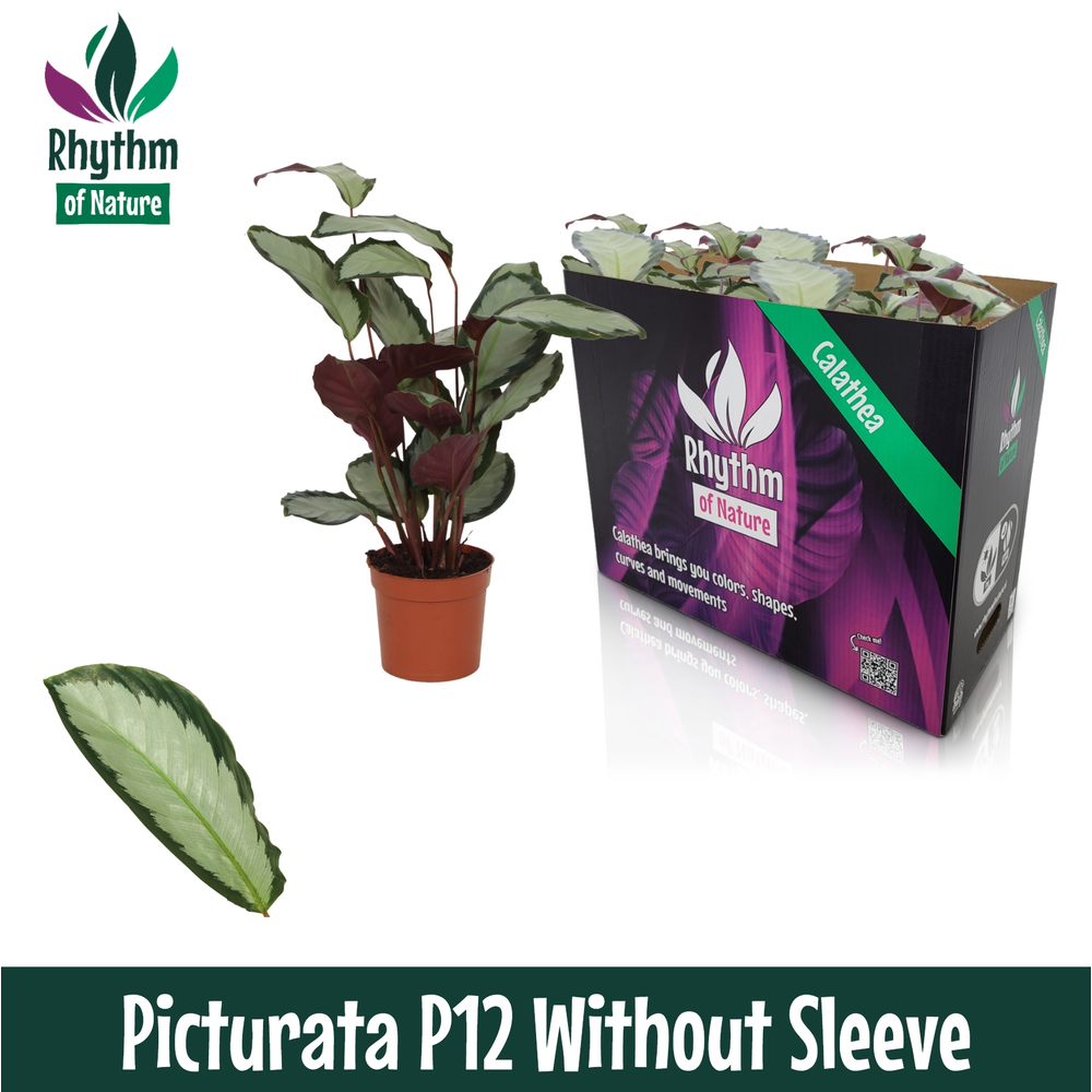 Calathea 12cm Picturata Rhythm of Nature zonder ho.
