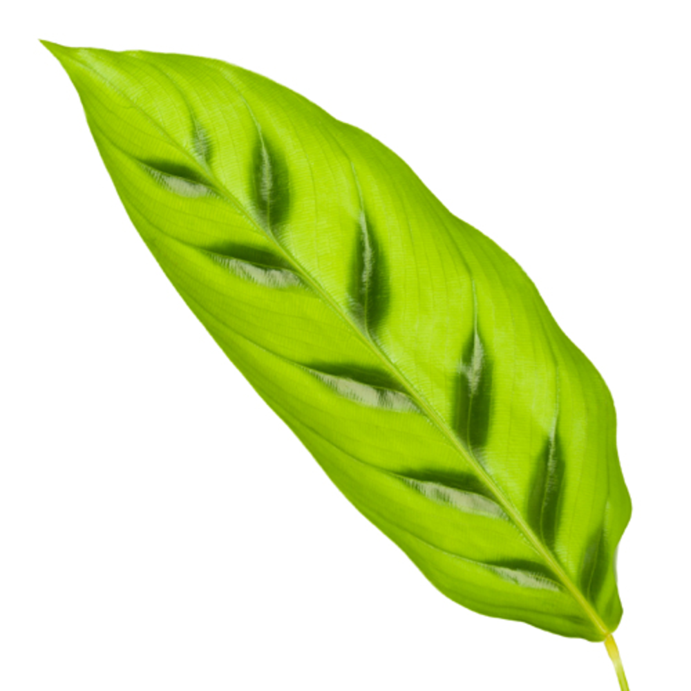 Calathea 12cm Leopardina Rhythm of Nature zonder h.