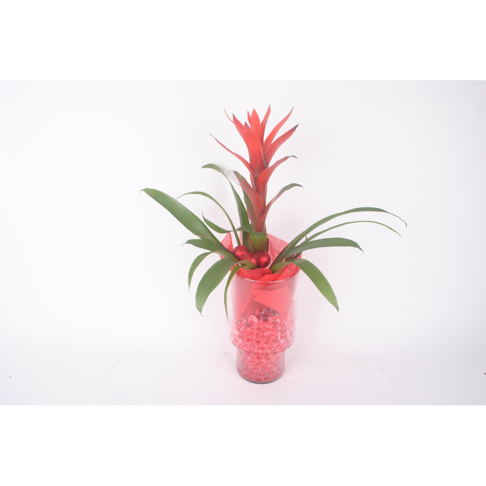 Bromelia klein glas kerst.