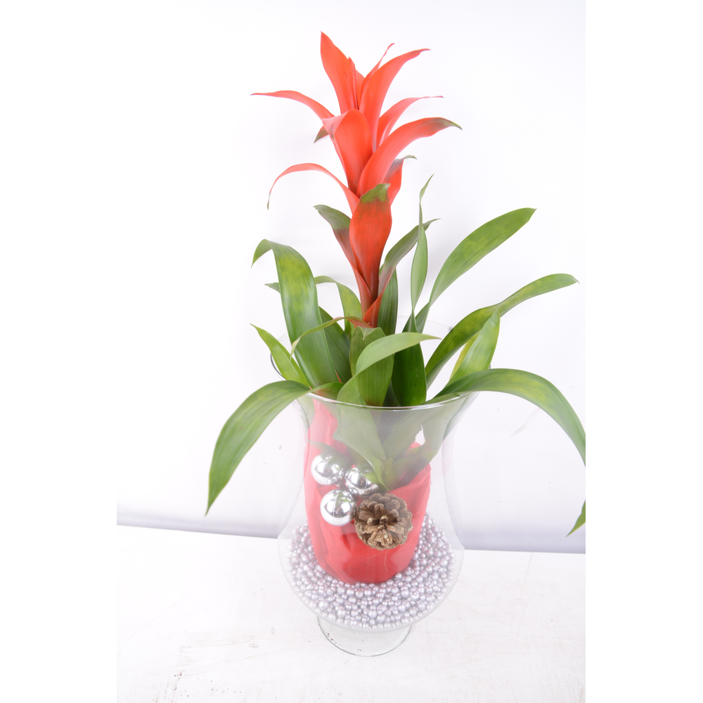 Bromelia Cognacglas kerst.