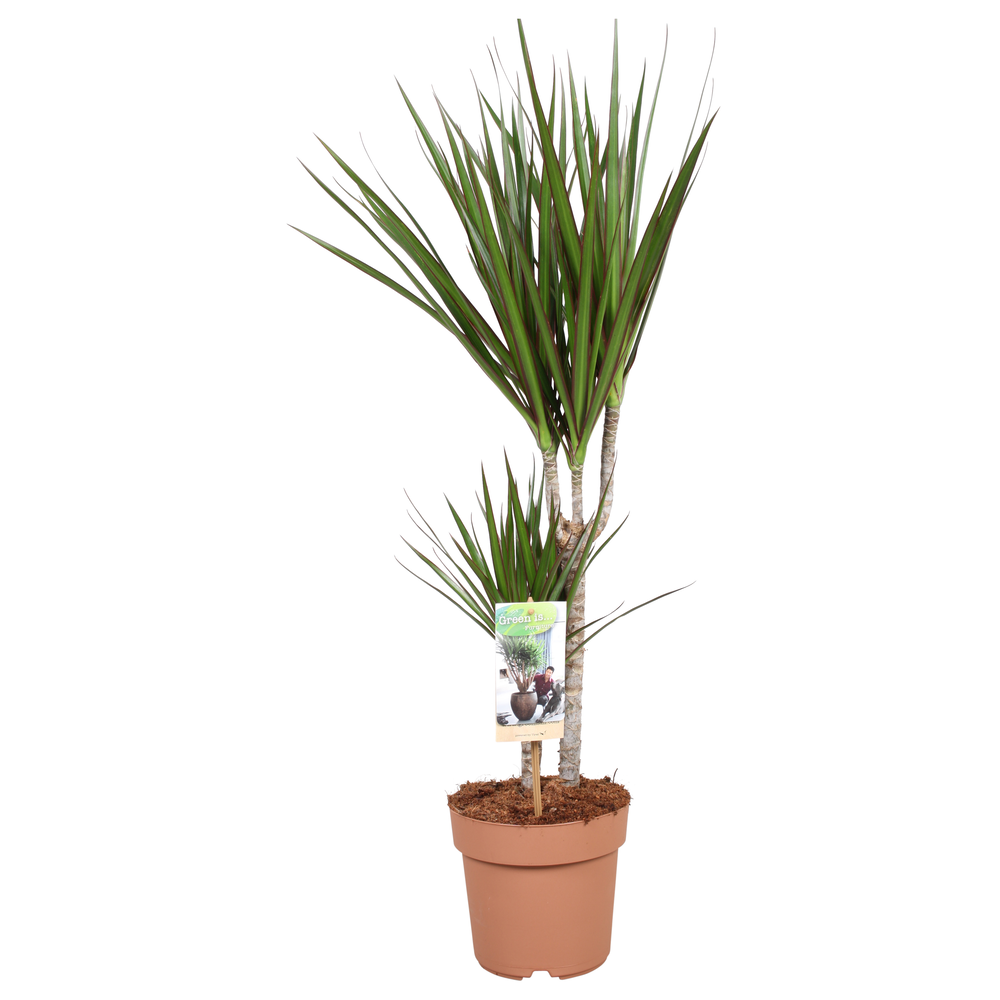 Dracaena Marginata 30-15.