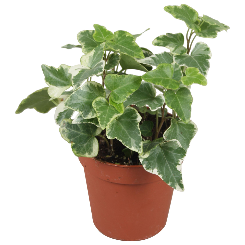 Hedera helix witbont.