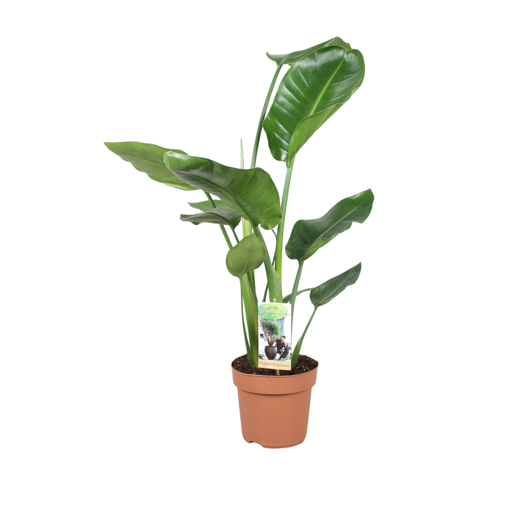 Strelitzia Nicolai - hoogte 60-65.