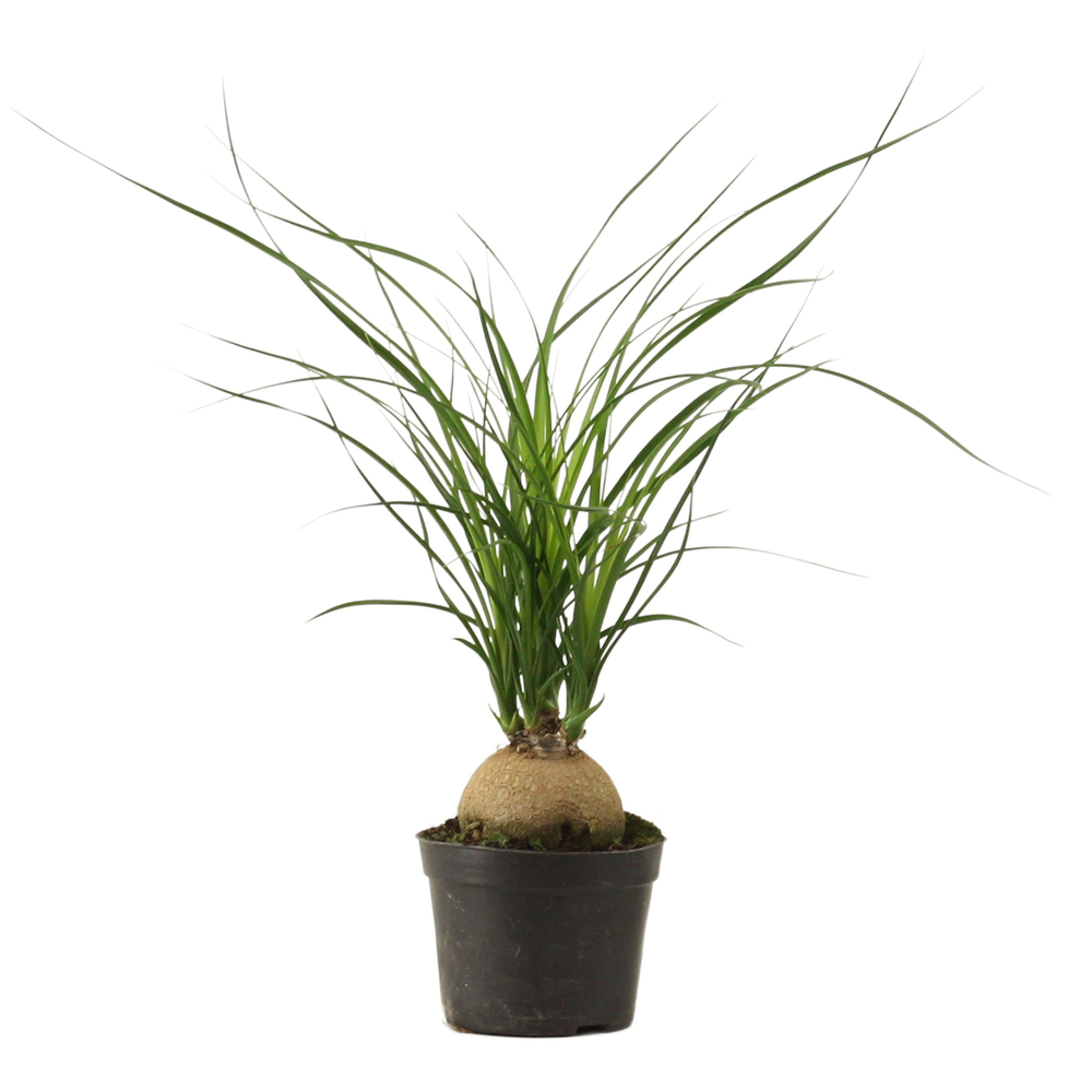 Beaucarnea bol 9 cm.