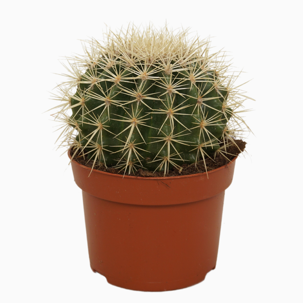 Echinocactus grusonii 13 cm.