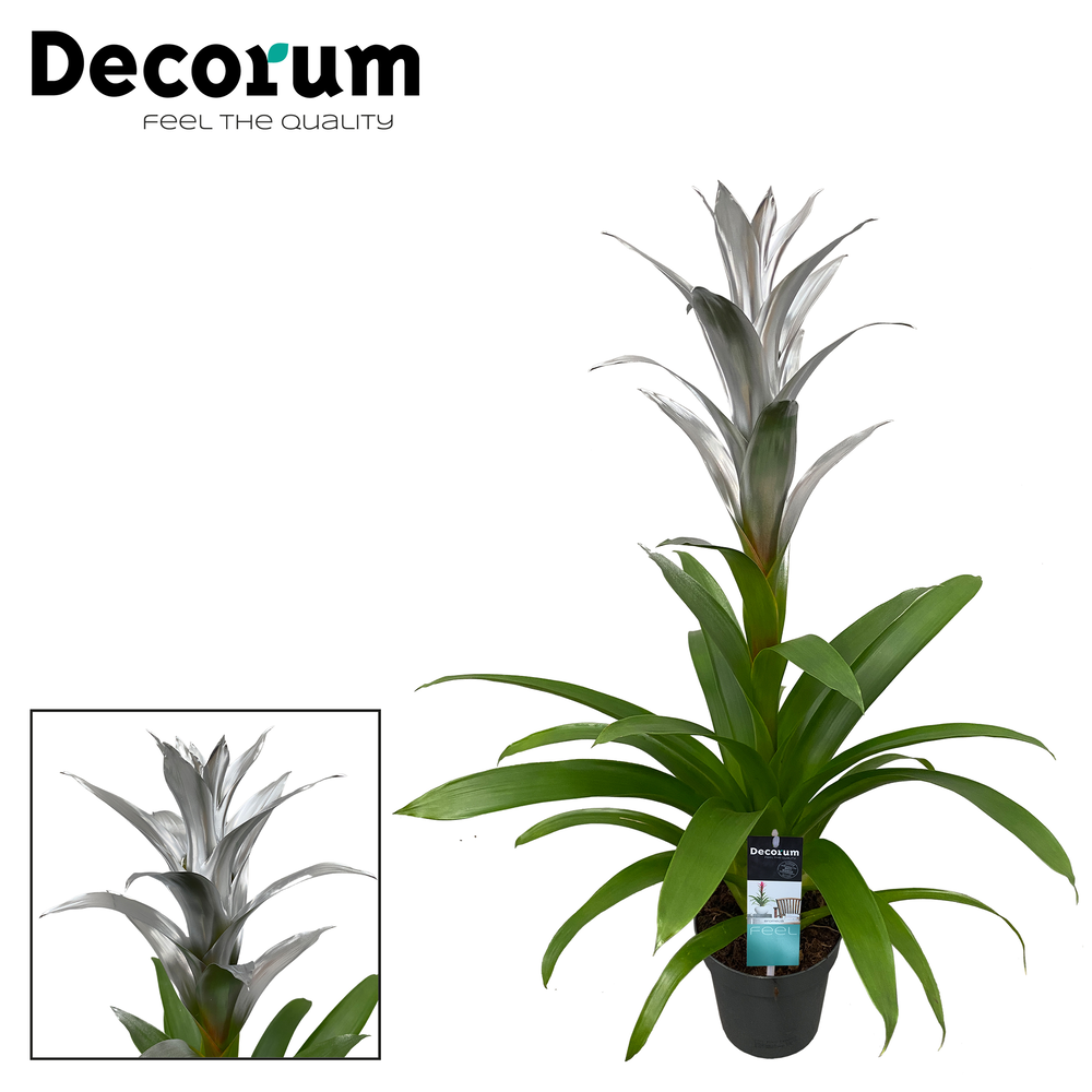 Guzmania Silver (Decorum).
