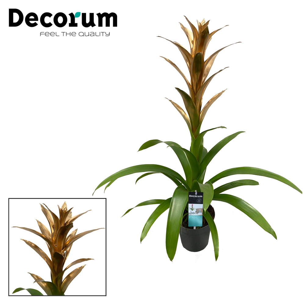 Guzmania Gold (Decorum).