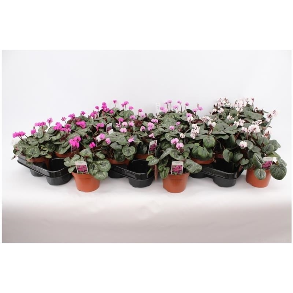 Cyclaam Coum Mix Layer.