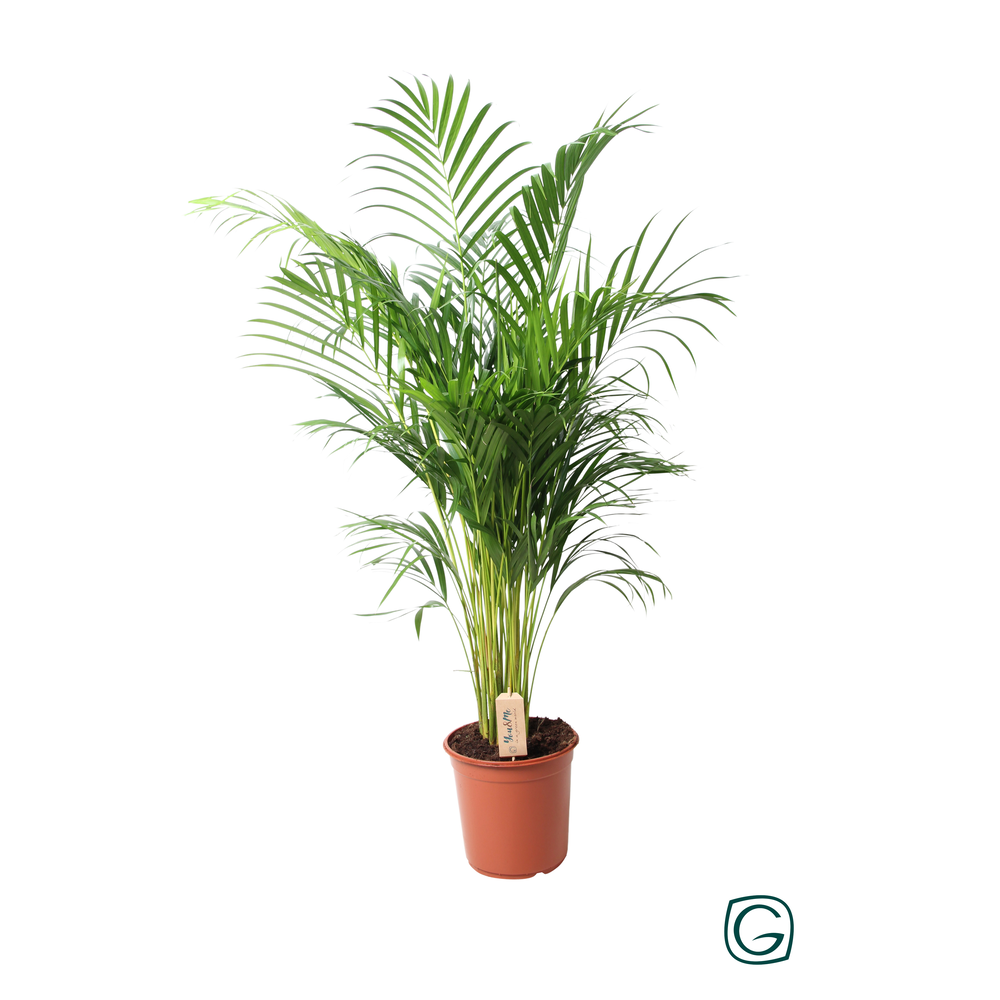 Dypsis Lutescens (Areca) P24 110.