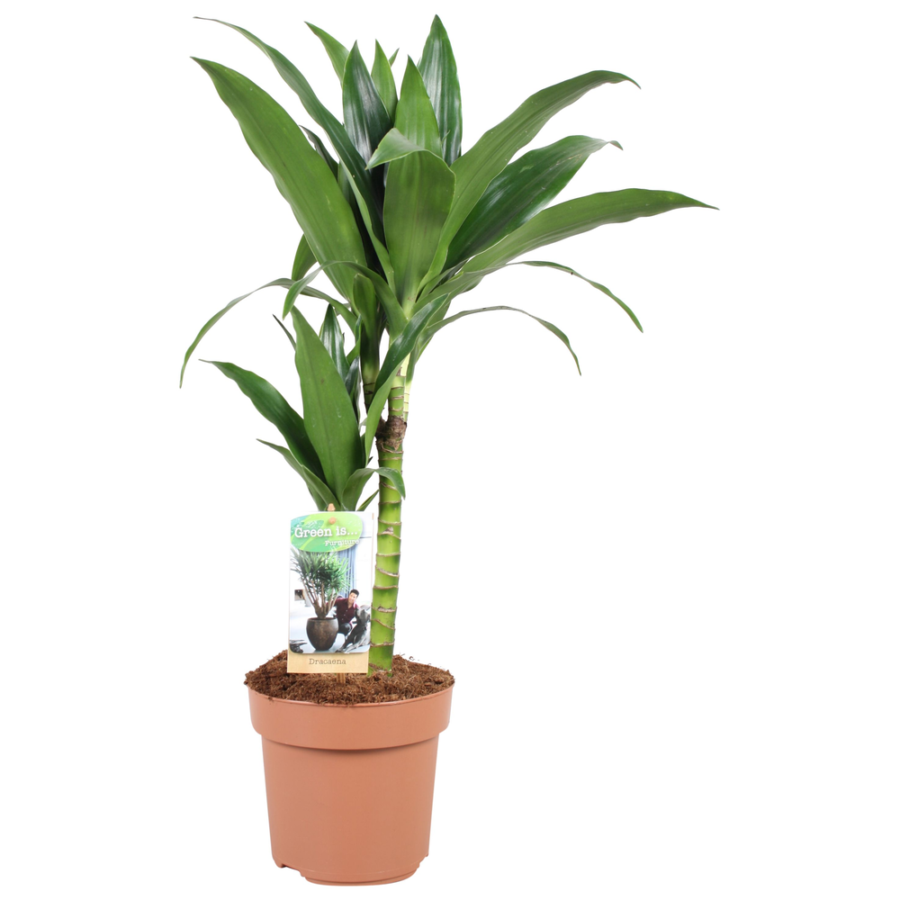Dracaena Janet Craig 30-15.