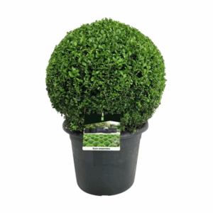 Buxus sempervirens.