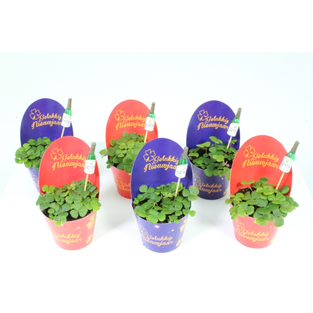 Oxalis deppei Nederlands Champagne.