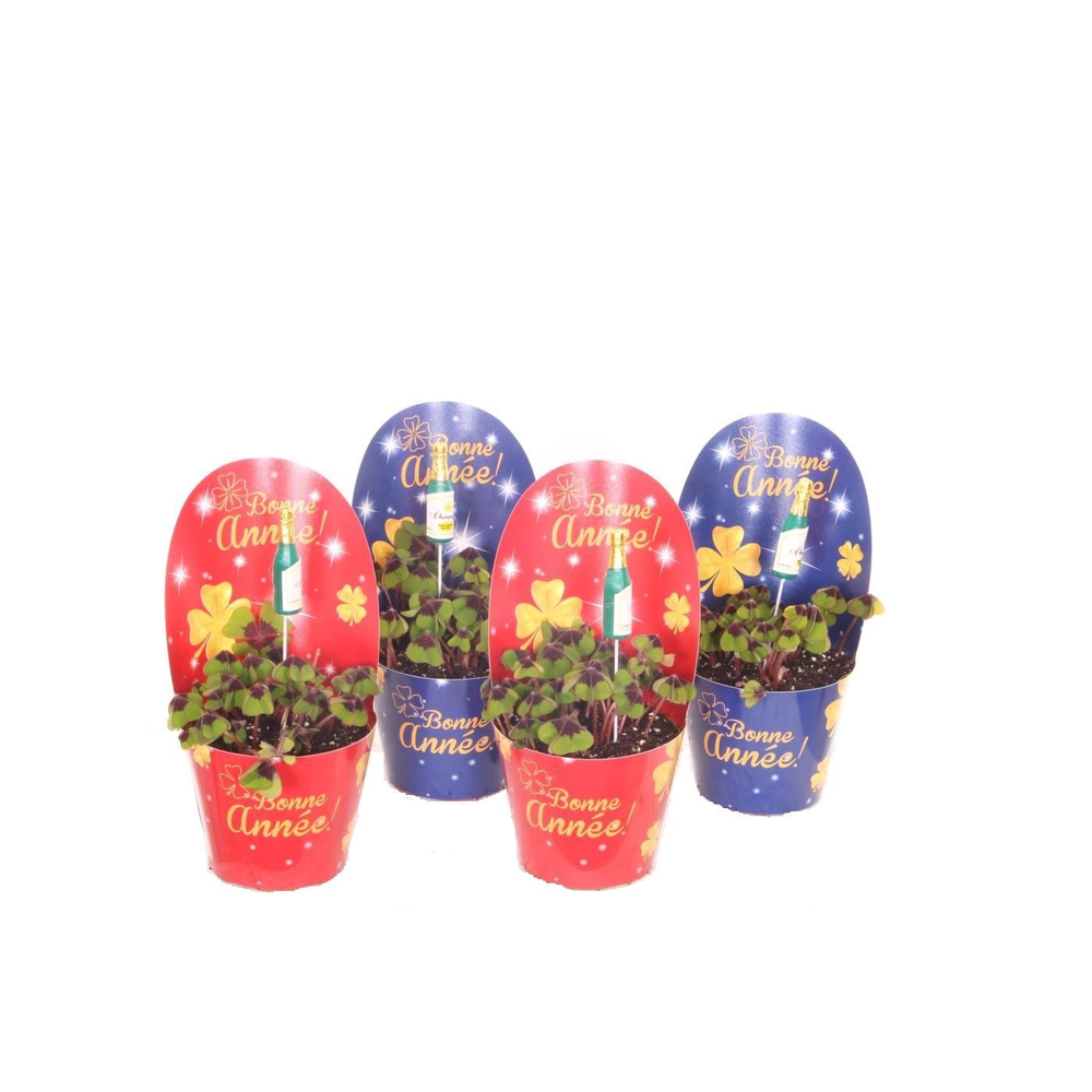 Oxalis deppei Frans Champagne.