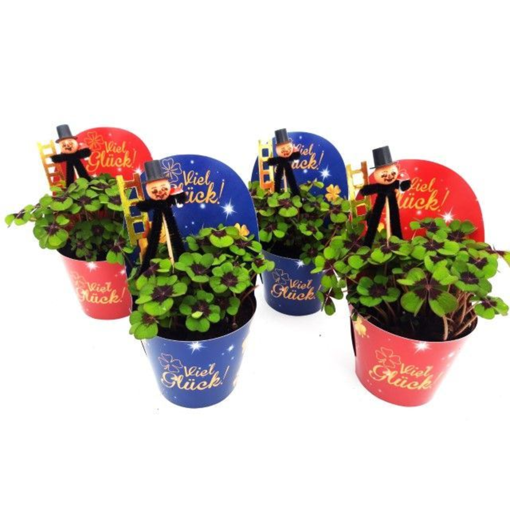 Oxalis deppei Geluk Duits Schoorsteenveger.