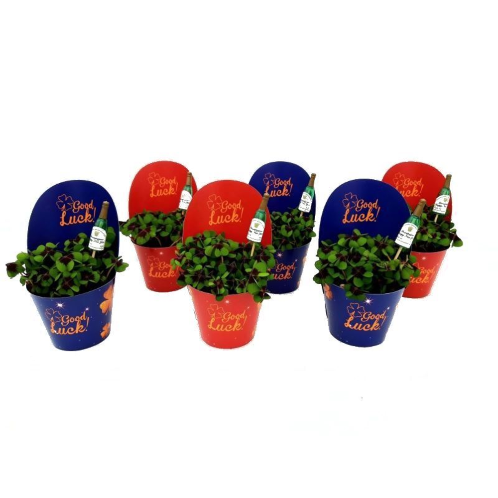 Oxalis deppei Engels Champagne.