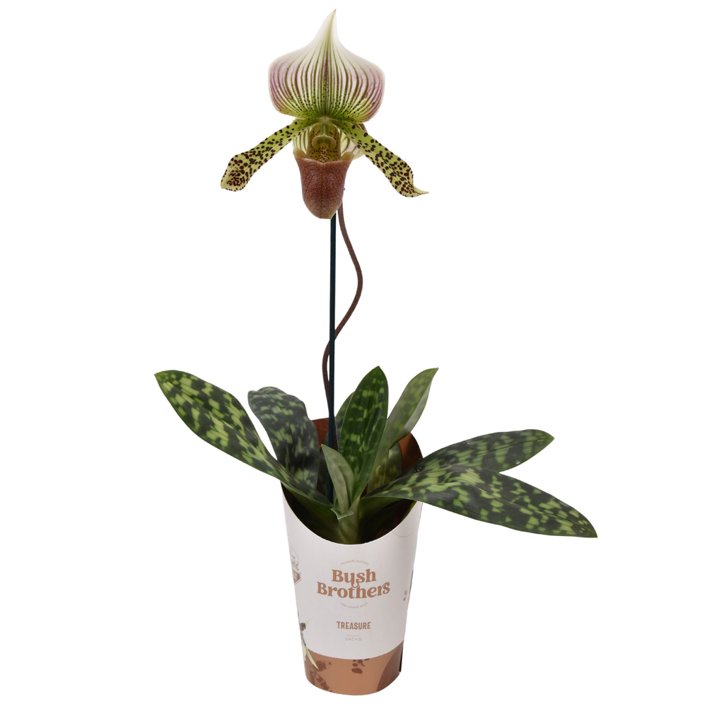 Paphiopedilum Vino color 9 cm.