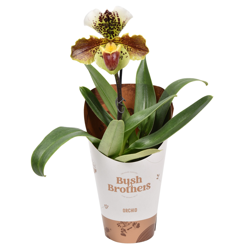 Paphiopedilum USA XXL 12 cm.