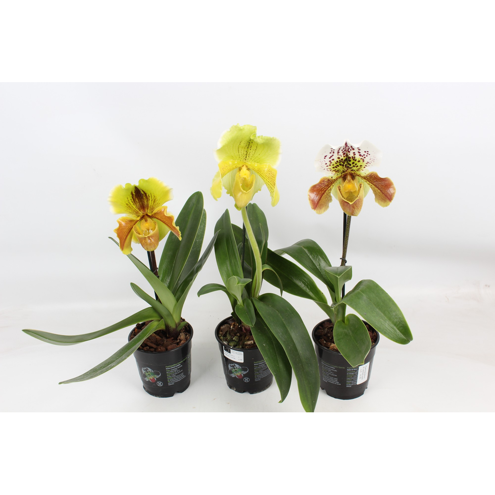 Paphiopedilum XXL mix 12 cm.