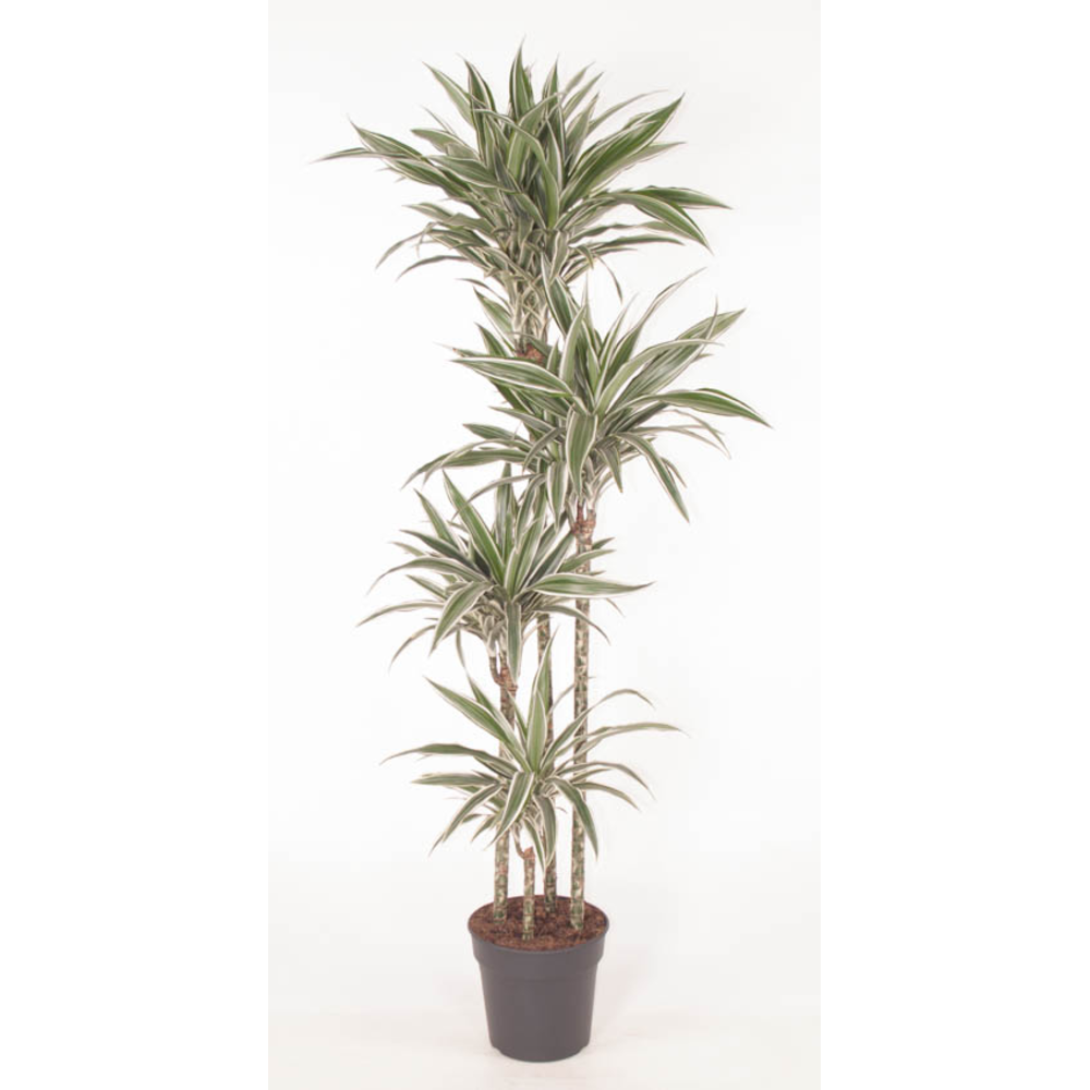 Dracaena White Stripe 120-90-60-30.