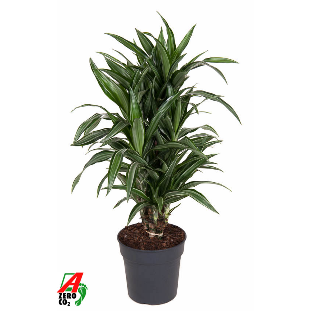 Dracaena Ulises vertakt P24.