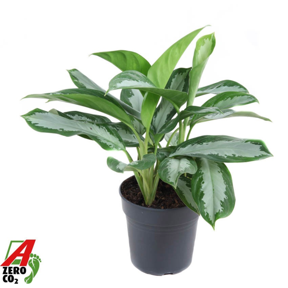 Aglaonema Silver Moon.
