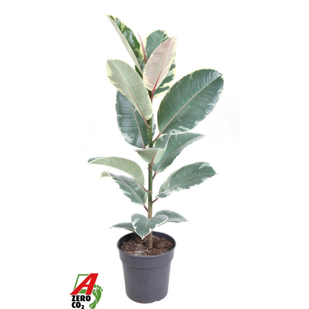 Ficus Tineke 1PP P19.