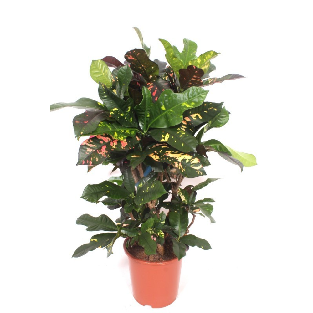 Codiaeum Magnificent (Croton Magnificent).