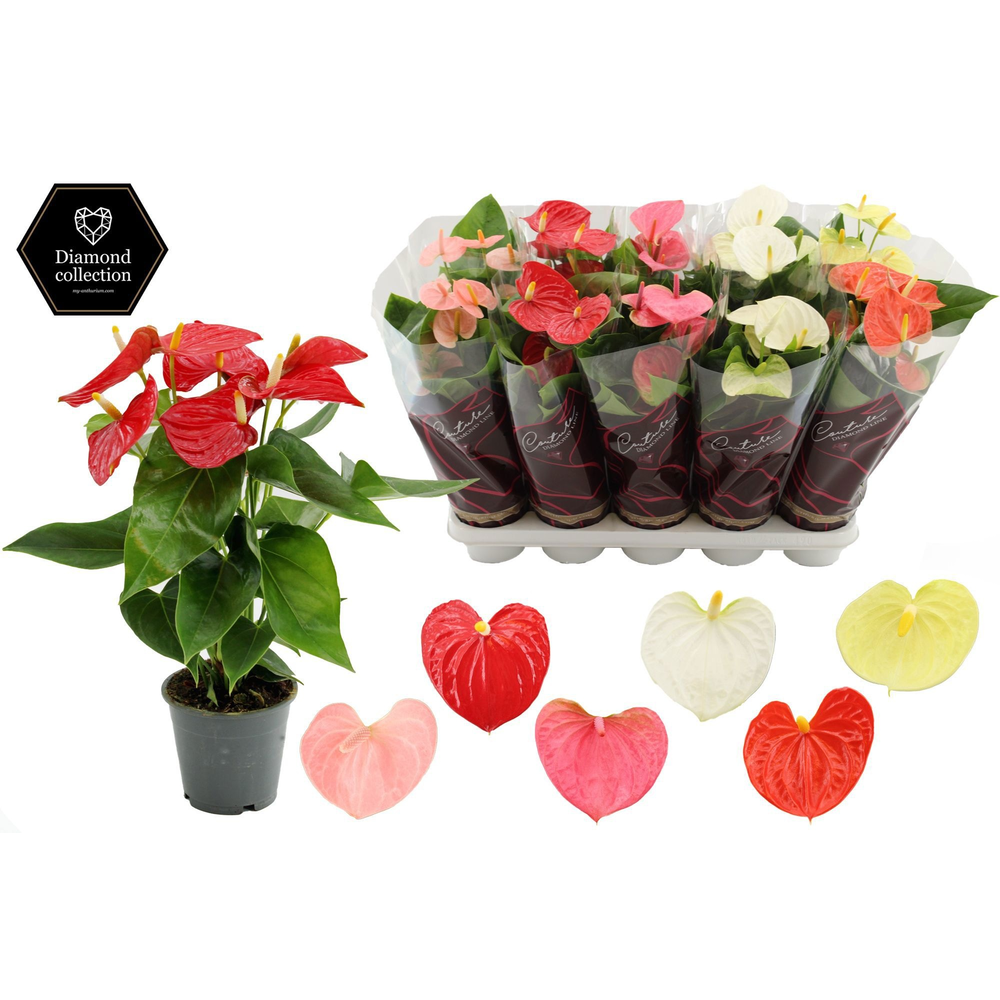 Anthurium 12 cm 4 color mix - Diamond sleeve.