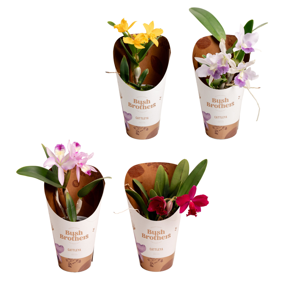 Cattleya kleinbloemig mix 1 tak 3+ knop 12 cm.