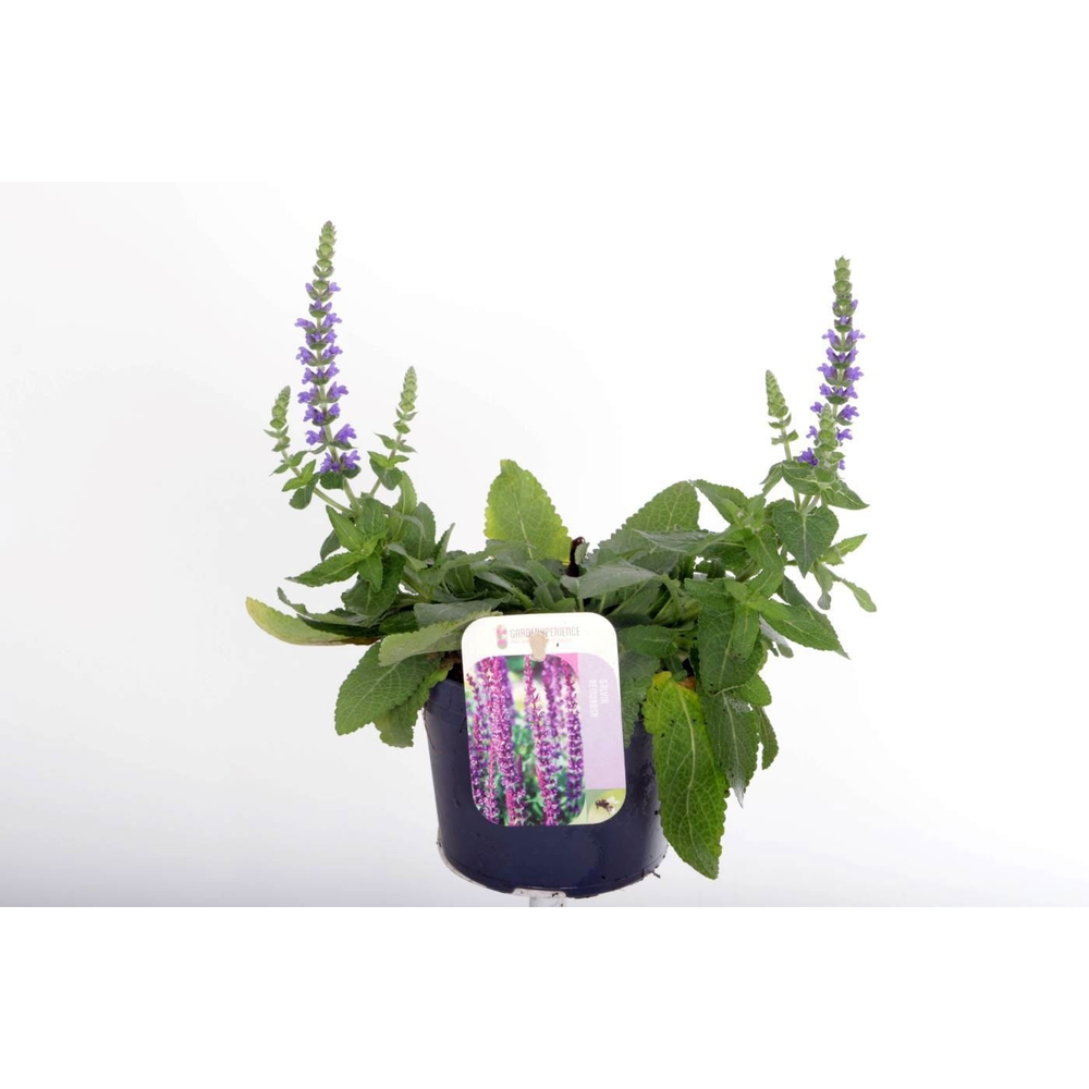 Salvia nemorosa Sens comp Deep Blue.