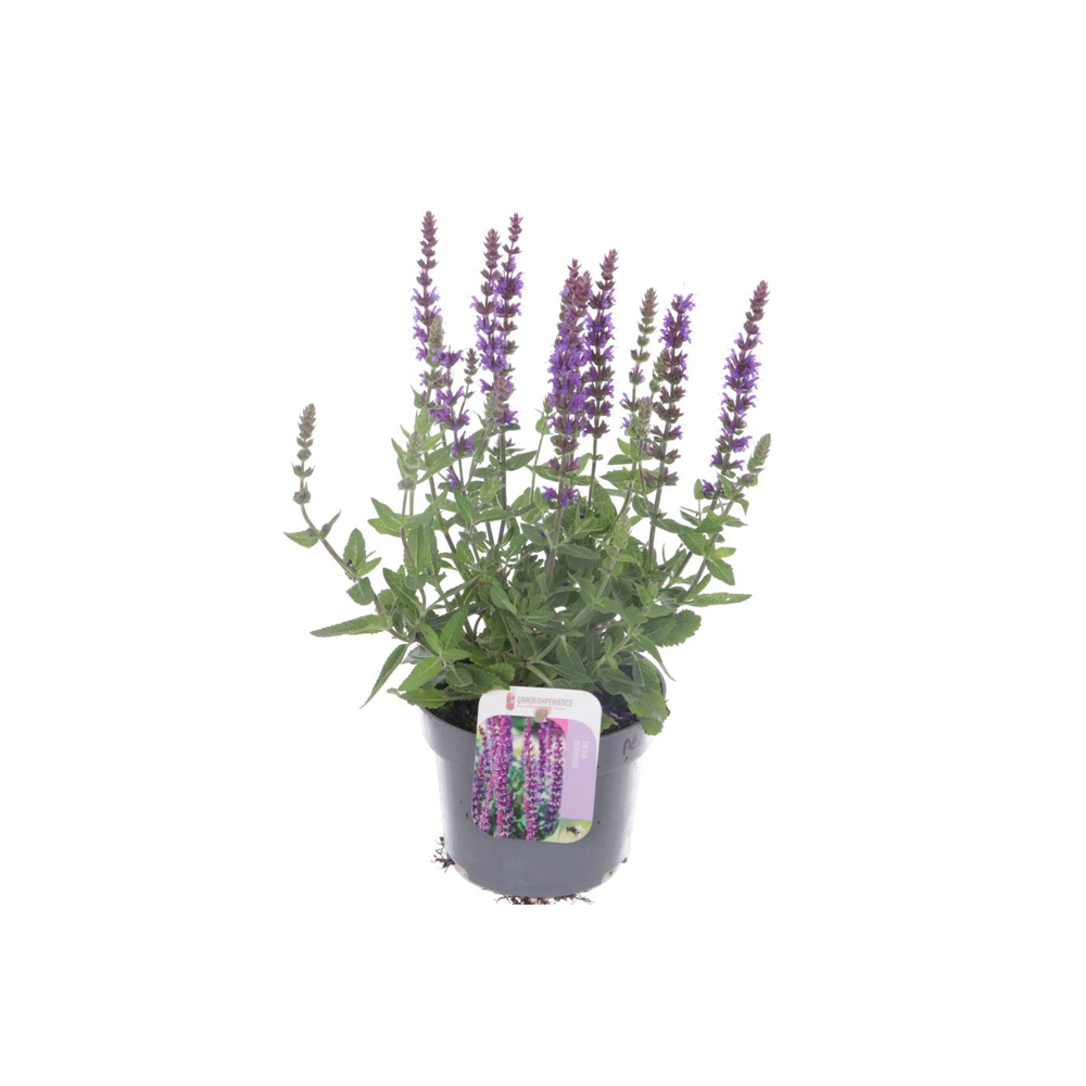 Salvia nemorosa Sens comp Deep Blue.