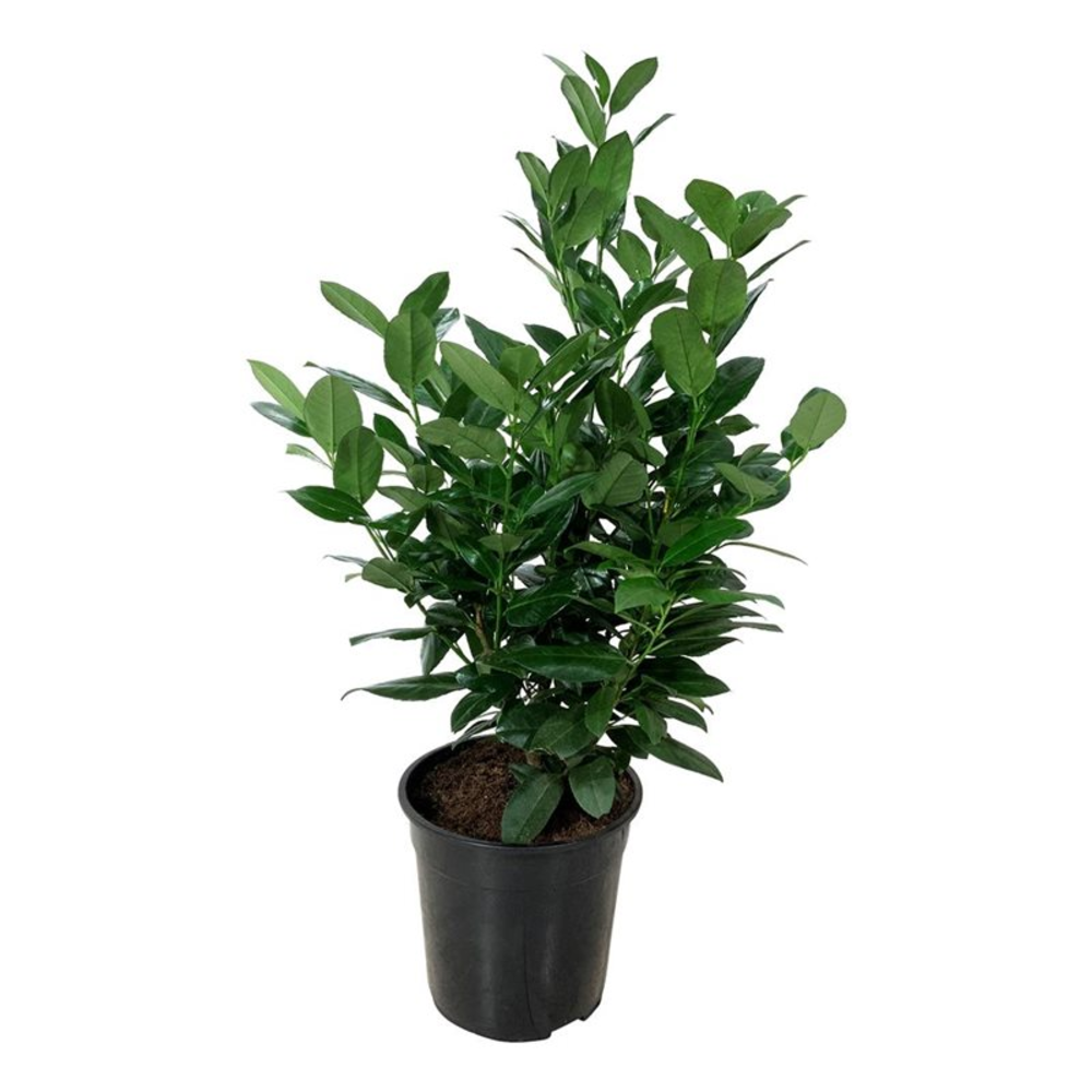 Prunus laur. 'Obelisk'.