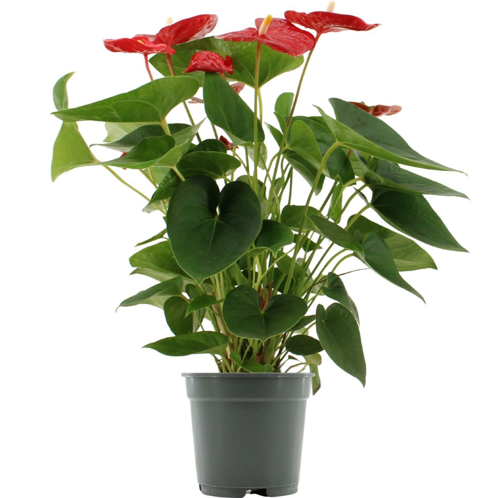 Anthurium Jambo Red in transparant sleeve.