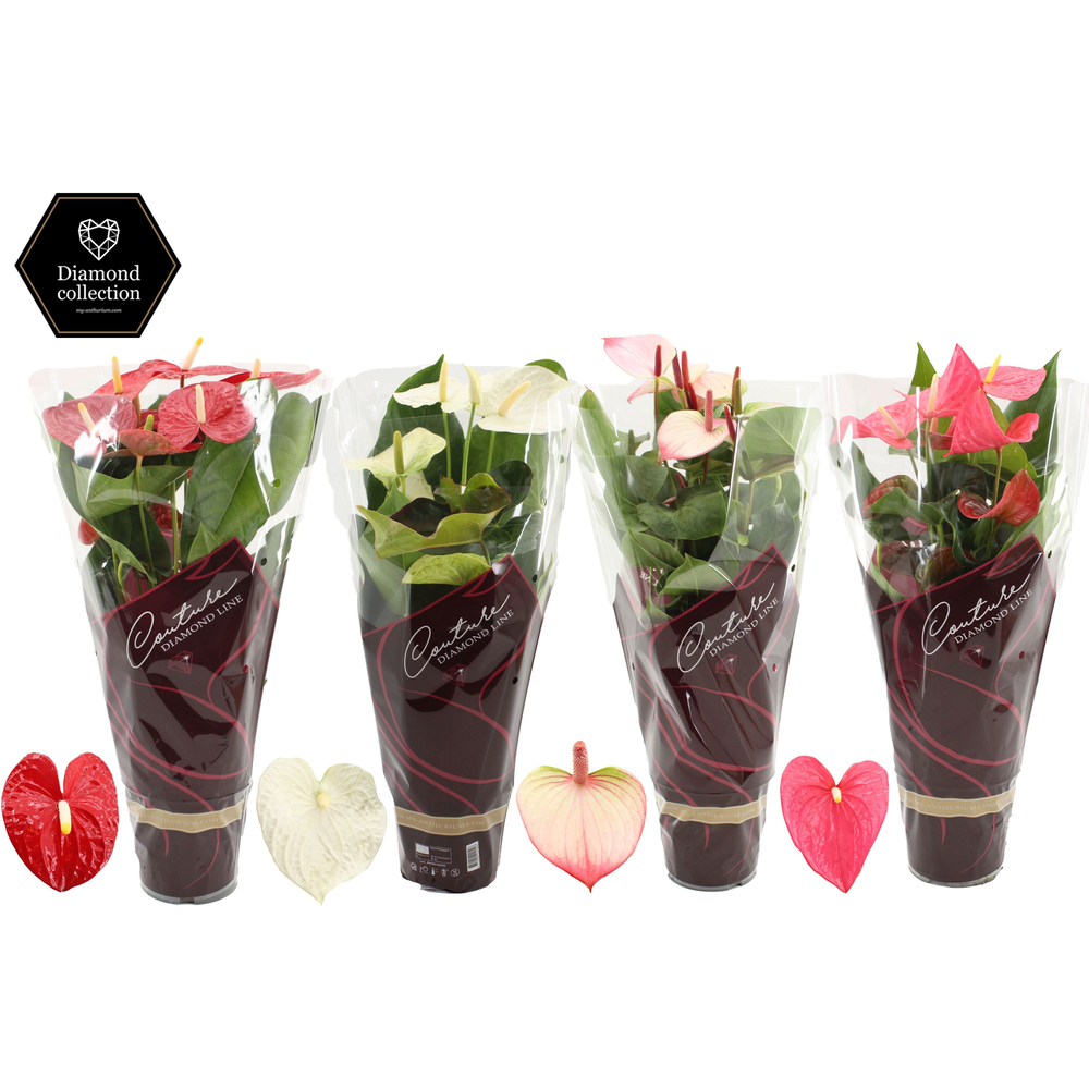 Anthurium 4 color mix in Couture Diamond sleeve.