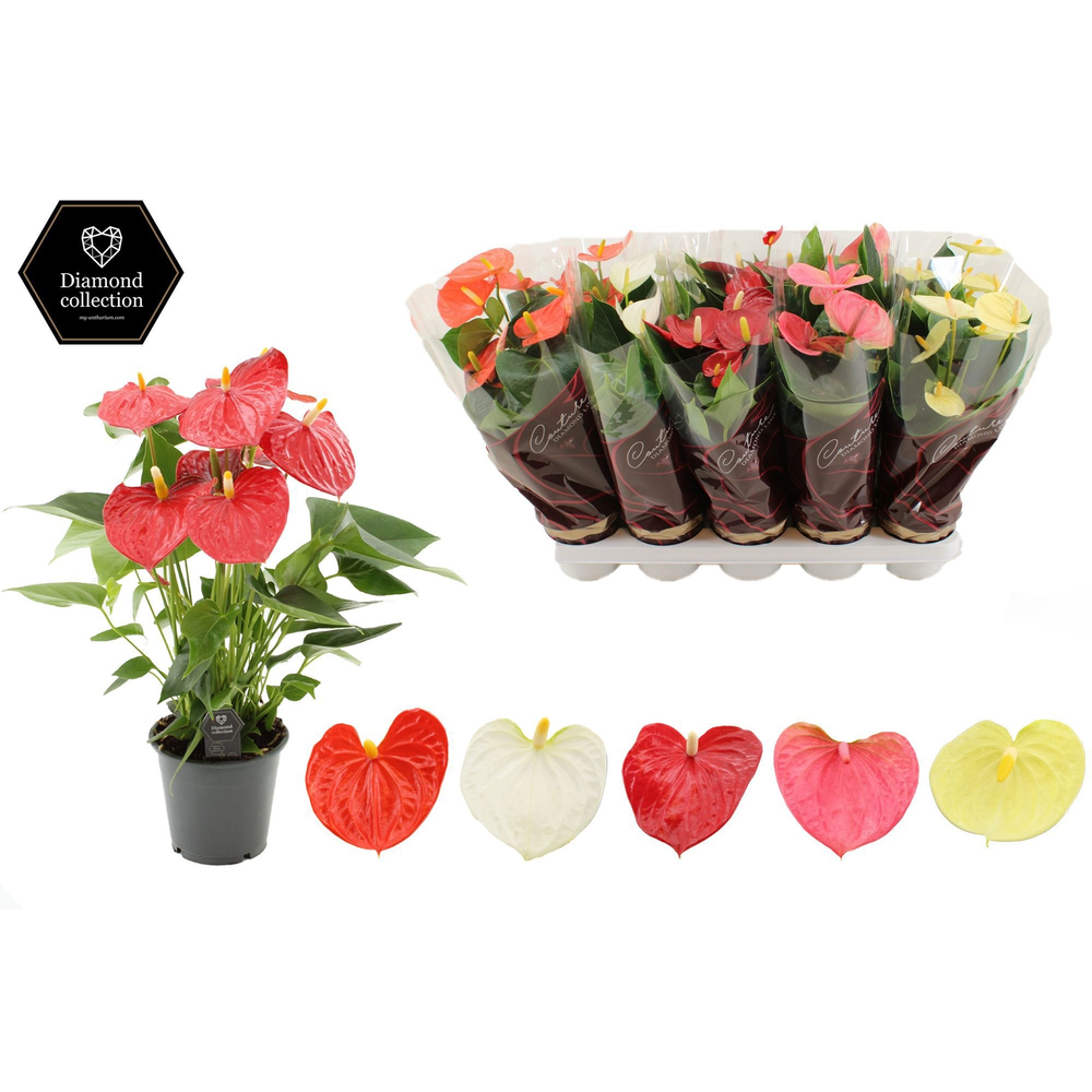 Anthurium 3 color mix in Couture Diamond Line Purp.