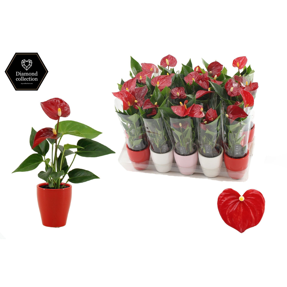 Anthurium Pearl Micra in Carly love ceramics.