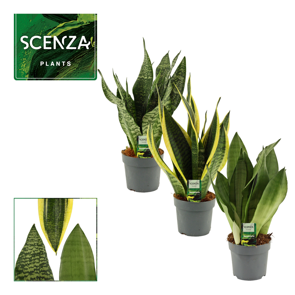 Sansevieria Super mix 14 cm.