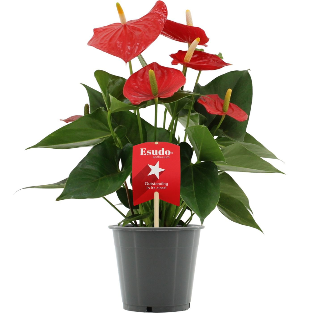 Anthurium Esudo in transparant sleeve.