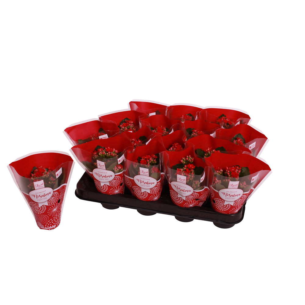 Kalanchoe Rosalina 07cm TST Don Justino. Rode hoes.