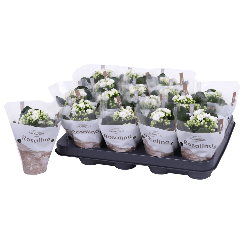 Philodendron brasil.