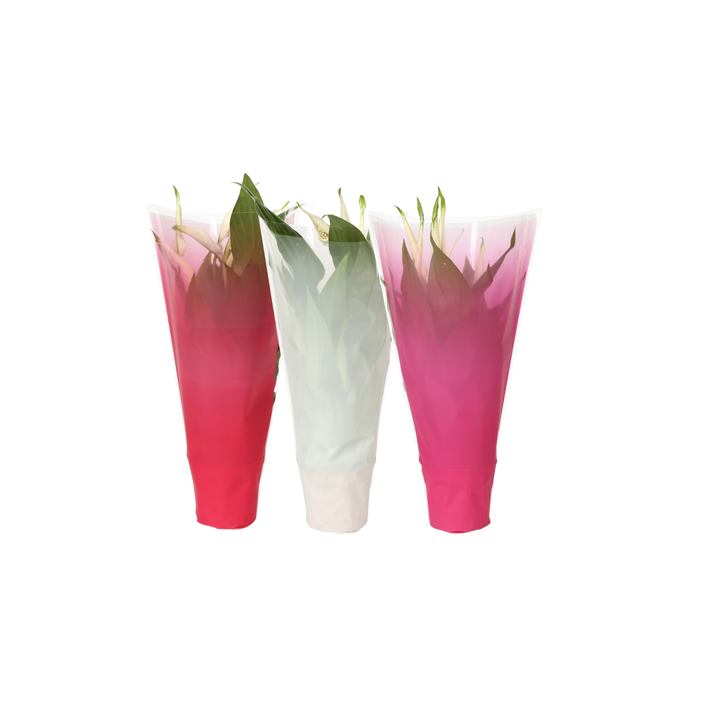 KP-794.3 - Spathiphyllum 9cm In gekleurde hoes, lo.