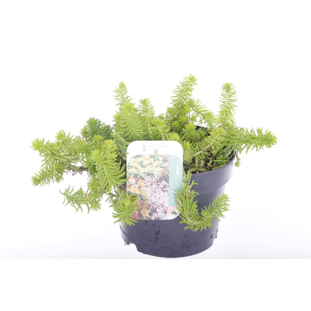 Sedum reflexum Angelina.