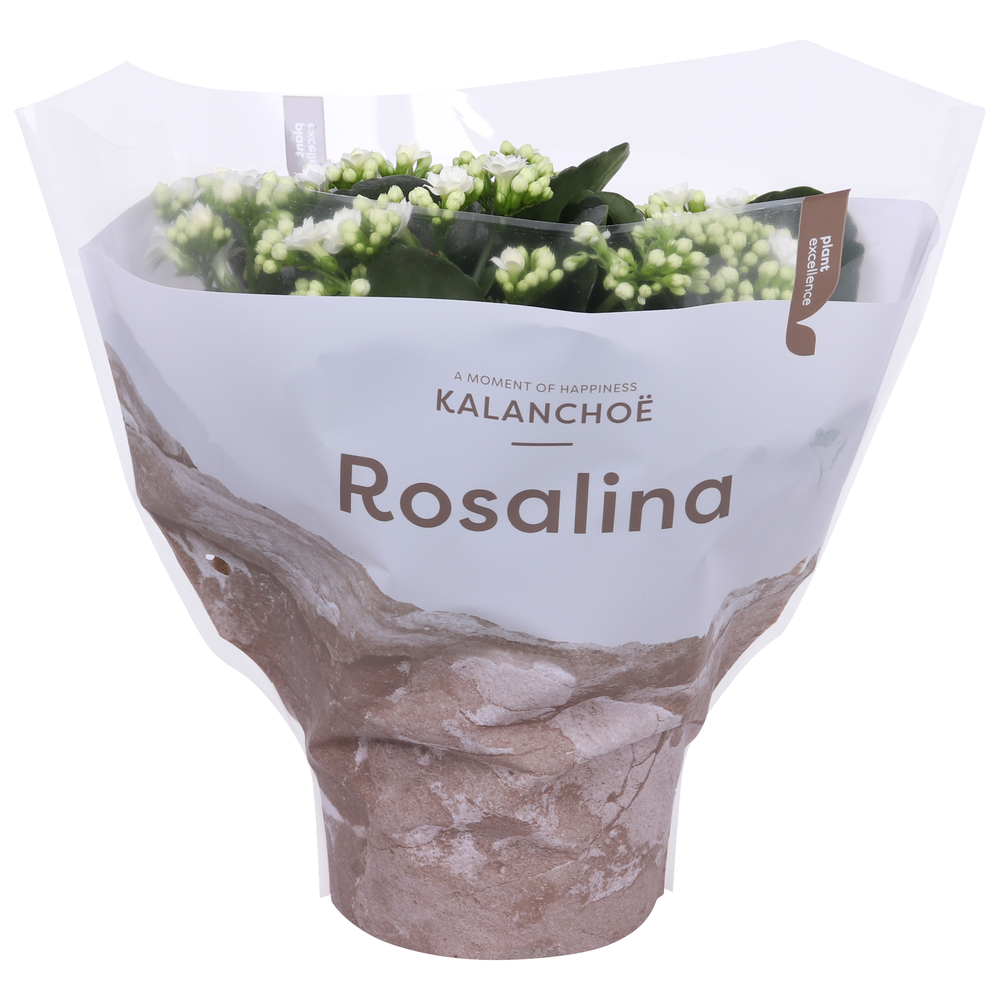 Kalanchoe Rosalina 15cm TST Don Dione, Witte hoes.