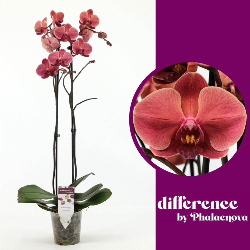 October Forest 2-tak 60cm (RIJP).