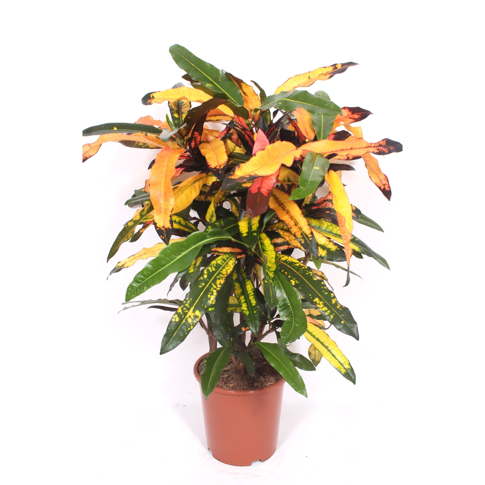Codiaeum Mango (Croton Mango).