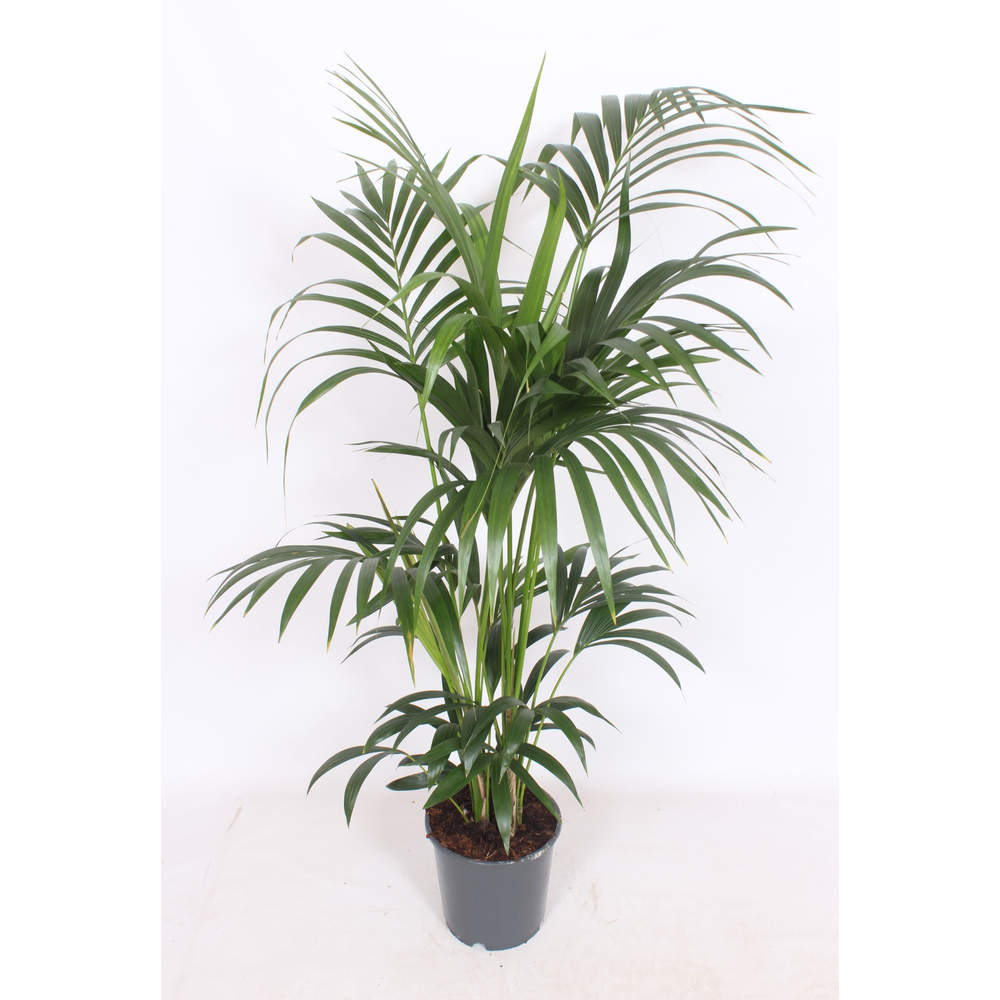 Howea forsteriana 6 per pot.