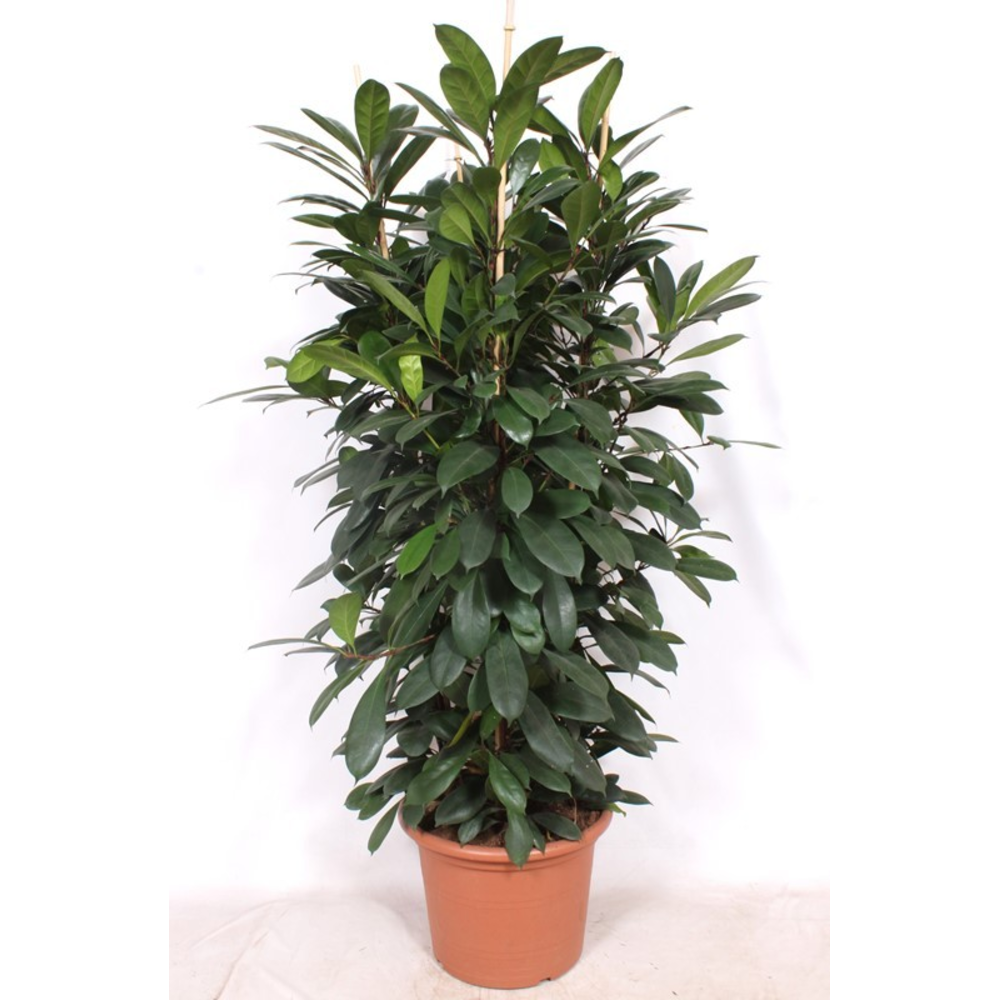 Ficus Cyathistipula 4pp.