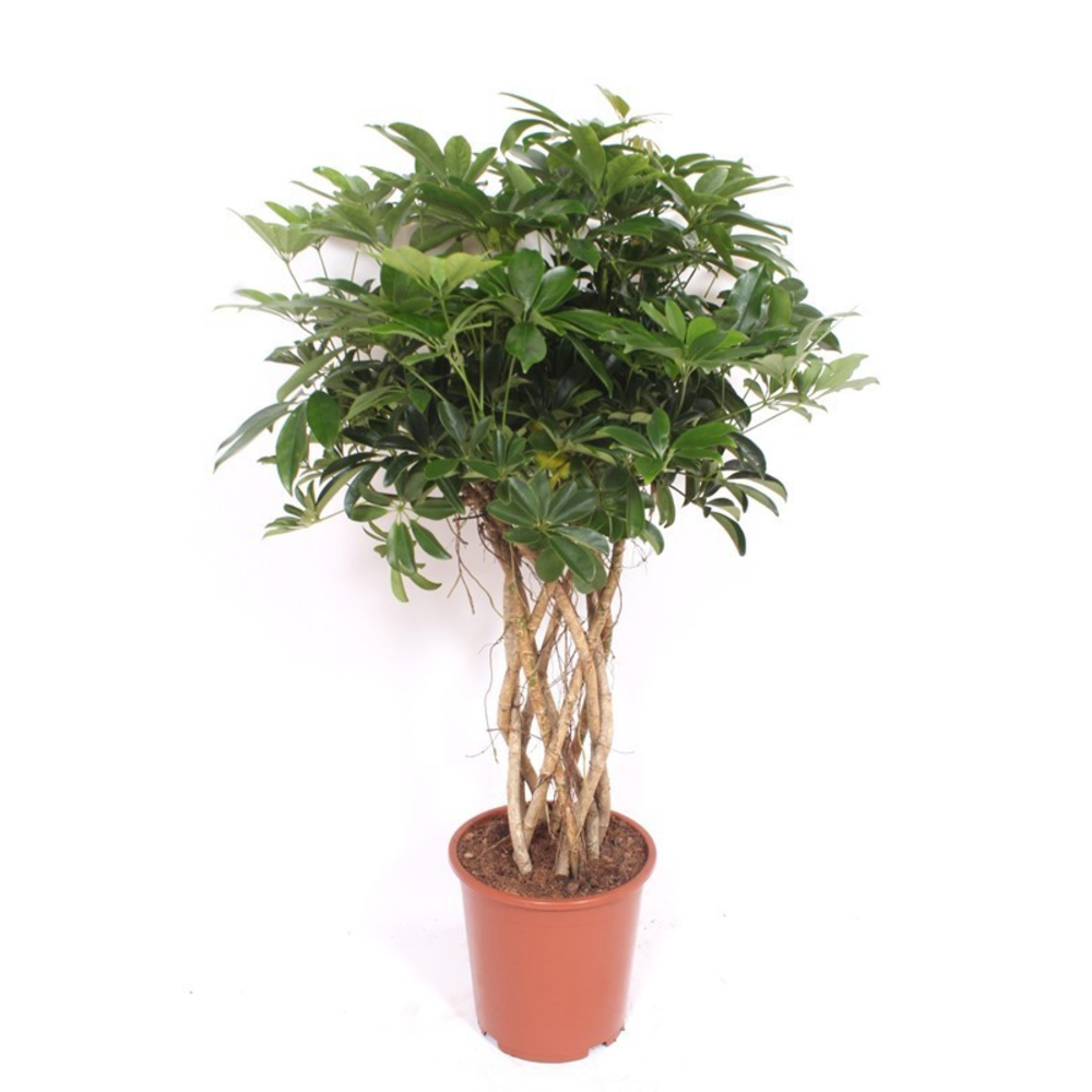Schefflera arboricola 'Compacta'.